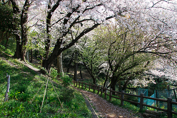夢見ヶ崎動物公園周辺（天照皇大神）